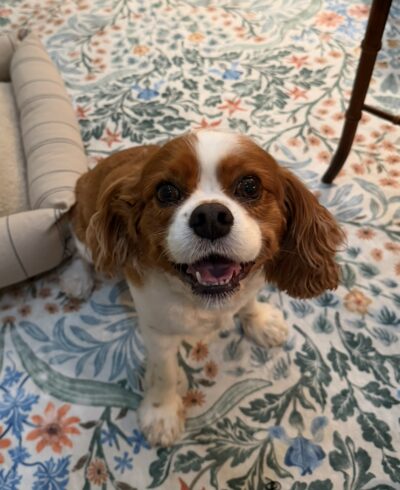 Ziggy, a Cavalier King Charles Spaniel, sitting on a floral rug